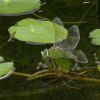 grotekeizerlibelsalland31072006 2